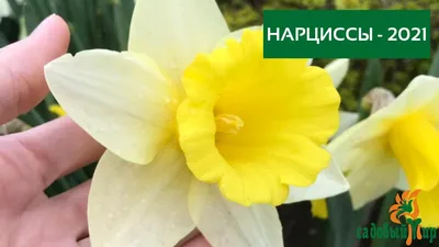 Махровые нарциссы фото коллекция и каталог нарциссов 2022 купить лучшие  новые сорта махровых нарциссов в Москве по почте