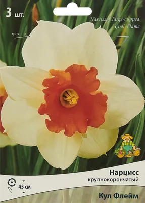 Выращивание махровых нарциссов - «Блог Флориум.юа»