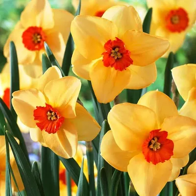 Нарцисс (Narcissus) - «Самые популярные весенние цветы. Нарциссы. Уход и  агротехника. Необычные сорта. » | отзывы