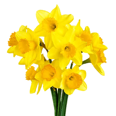 Catalog Daffodils