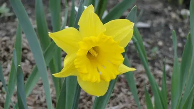 Нарцисс Джэк Снайп (Narcissus Jack Snipe) - Луковицы нарциссов - купить  недорого нарциссы в Москве в интернет-магазине Сад вашей мечты