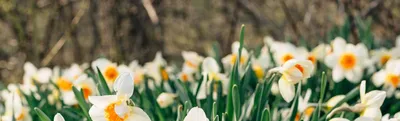 Луковицы Нарциссов 🌱 - купить в Украине недорого почтой | FLORIUM.UA