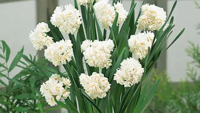 Catalog Daffodils