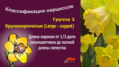 ТОП сортов нарциссов, которые покорят ваше сердце | НПО «Сады России» —  когда сад в удовольствие! | Дзен
