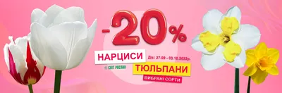 Нарциссы крупнокорончатые