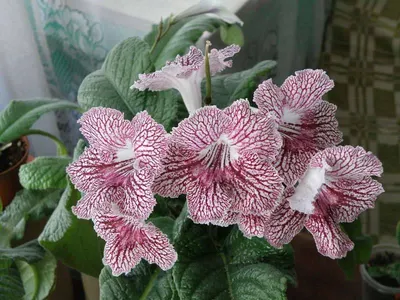 Catalog of varieties of Streptocarpus Dimetris | Красивые цветы, Растения,  Цветы