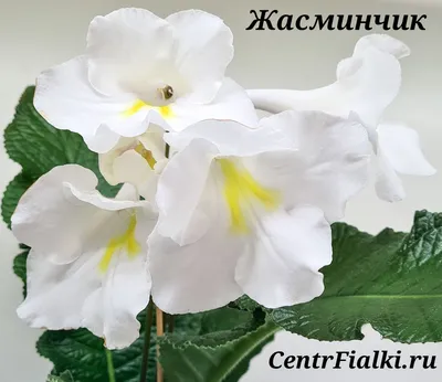 СТРЕПТОКАРПУС ВЕНДЛАНДА - Botanic Craft | Цветы и растения в Хабаровске
