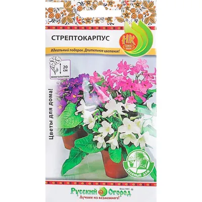 Стрептокарпус гибридный (Streptocarpus x hybridus)