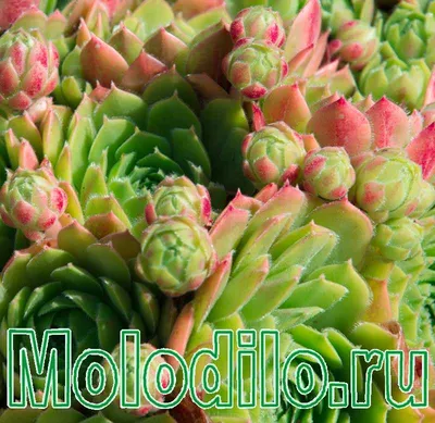 Суккуленты - #graptoveriafredives Каталог моей коллекции,... | Facebook