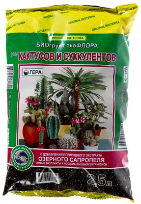 Суккулент молодило - растение для дома и улицы