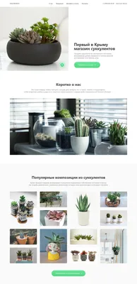 Кактусы и суккуленты в керамике d6 см микс купить недорого в  интернет-магазине товаров для сада Бауцентр