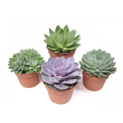 Выращивание суккулентов - цветы в горшках :: myPlants