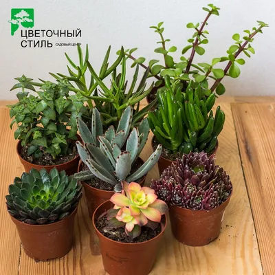 Суккуленты Микс в Евроопт
