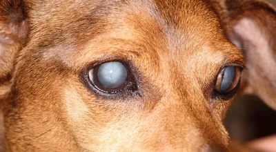 Катаракта у собак - лечение - ветеринарная офтальмология Реком