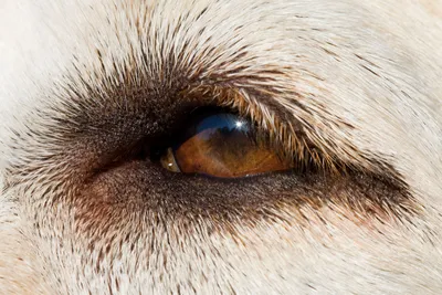 Слепота у собак и кошек: симптомы, причины, лечение | Офтальмологическое  отделение ветеринарной клиники
