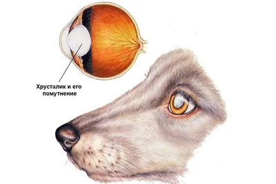 Катаракта у собак: когда эффективно только хирургическое вмешательство –  Aldenvet.ua