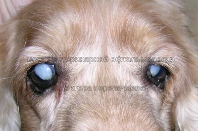 Лечение катаракты у собак и кошек в Санкт-Петербурге — клиника доктора  Сотникова в СПб