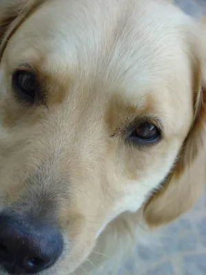 Лечение катаракты у животных | Ветеринарная клиника «ВетЭксперт»