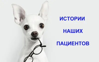 Лечение катаракты у собак и кошек в Екатеринбурге