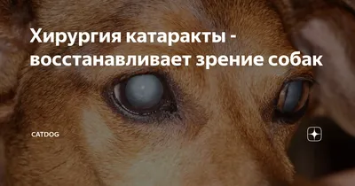 Катаракта у кошек - лечение в Санкт-Петербурге