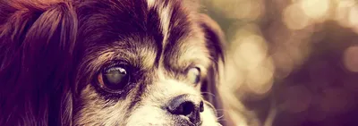 Вторичная катаракта при сахарном диабете у собак: особенности клинической  картины и лечения | ВКонтакте