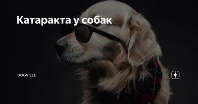 Катаракта у собаки: этапы болезни и лечение | Royal Canin