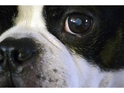 Каталин для собак – эффективный препарат для лечения катаракты