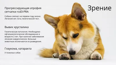 Катаракта у собак: когда эффективно только хирургическое вмешательство –  Aldenvet.ua