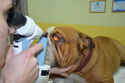 fondds.ru - Счастливая история щенка с врожденной катарактой