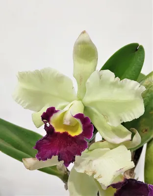 Орхидея Каттлея Желтая (Cattleya)