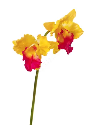 Орхидея Каттлея крупная жёлто-розовая - купить по выгодной цене в Москве и  Санкт-Петербурге