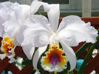 Описание всех сортов орхидеи Каттлея с фотографиями