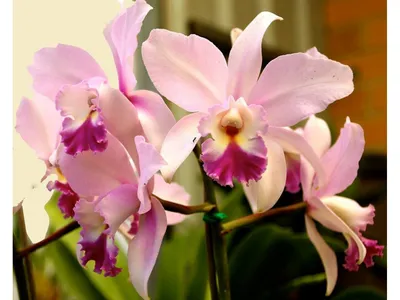 Уход за орхидеей Каттлея