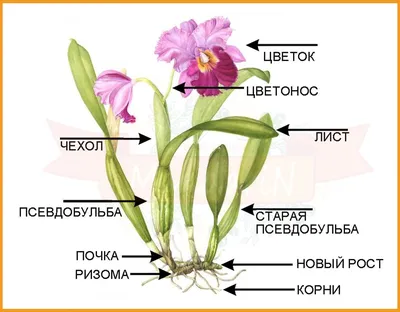 Орхидея Каттлея - купить в магазине Мандарин