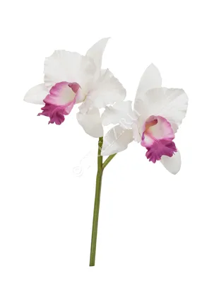 Орхидея Каттлея - купить в Киеве. Cattleya. Доставка по Украине