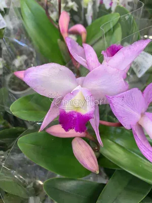 Орхидея каттлея, последняя — купить в Красноярске. Горшечные растения и  комнатные цветы на интернет-аукционе Au.ru