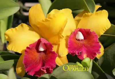 Орхидея Каттлея Желтая с Розовым купить в Москве