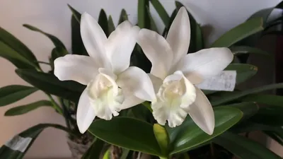 Орхидея Каттлея крупная темно-сирен 42 см 2 цв 30.03080092IN – купить в  Москве