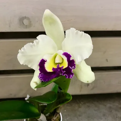 Купить Орхидея Каттлея в ассортименте в Москве