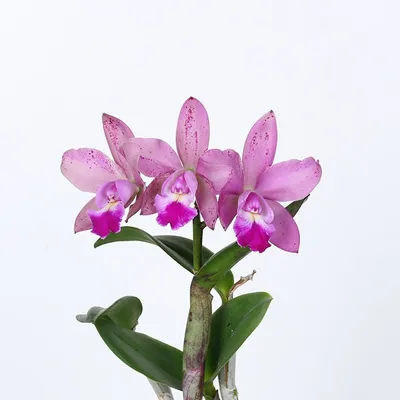 Орхидея Каттлея – купить по отличной цене в интернет-магазине topcvetok.ru