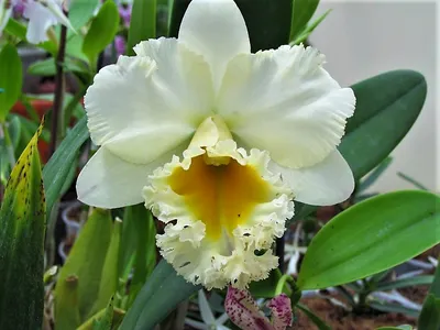 Орхидея Каттлея: фото, советы и рекомендации по уходу | flori-da.ru