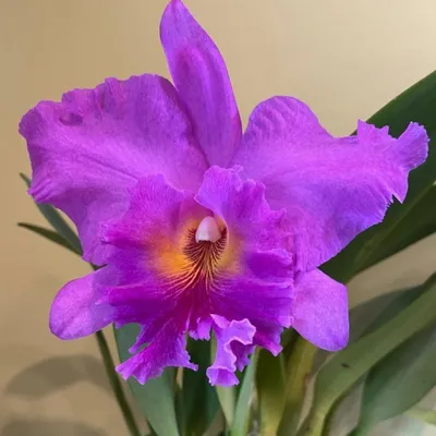 Орхидея Каттлея. Секреты ухода и особенности выращивания | Новости |  Интернет-магазин орхидей и декоративных цветов в Москве. У нас вы можете  купить орхидеи с доставкой.