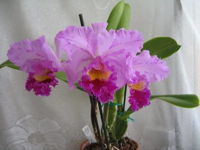 Орхидея Cattleya (отцвела)