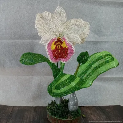 Орхидея Каттлея ароматная (ID#1482519584), цена: 490 ₴, купить на Prom.ua