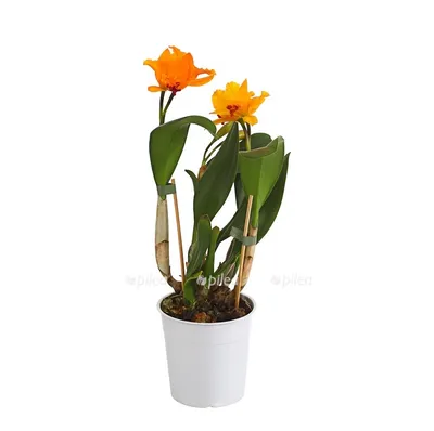 Экзотическая орхидея Каттлея -уход и содержание в домашних условиях |  уДачный сад | Дзен