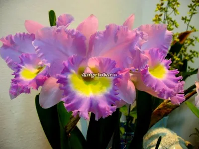 Орхидея каттлея C. CHAN HSUI JEWEL – купить за 0 ₽ | ADENIUMLAND