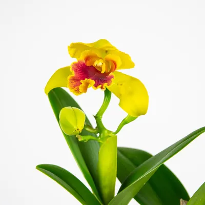 Орхидея каттлея купить