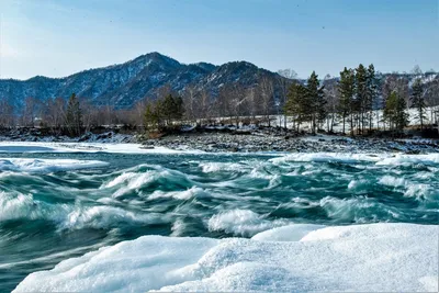 Лебеди и Бирюзовая Катунь. Топ-5 красивейших мест для отдыха зимой на Алтае  | ОБЩЕСТВО | АиФ Барнаул