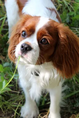 Кавалер-кинг-чарльз-спаниель: о собаке, 🐕 фото, описание породы, характер  - Гульдог