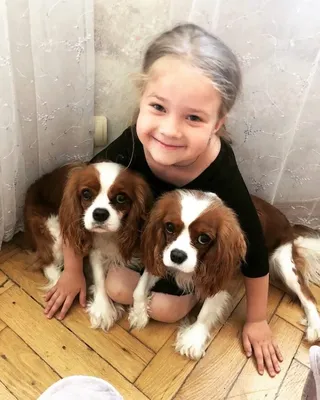 Пин на доске Cavalier King Charles Spaniel
